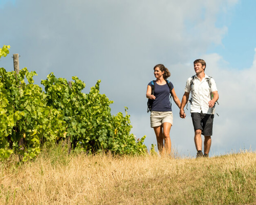 Wanderung in den Weinbergen bei Mainz