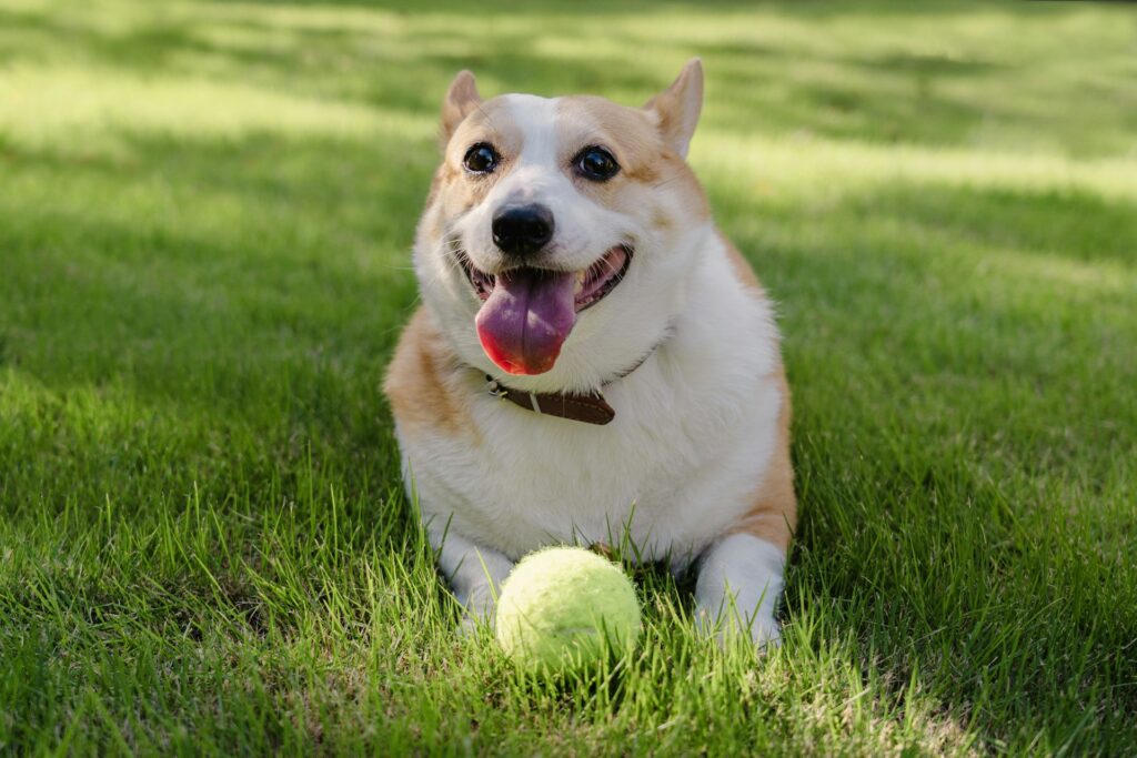 Fröhlicher Corgi mit Tennisball auf einer grünen Parkwiese