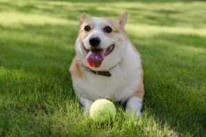 Fröhlicher Corgi mit Tennisball auf einer grünen Parkwiese