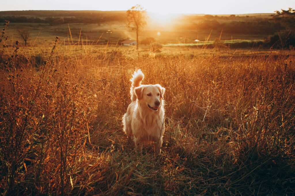 Golden Retriever sitzt bei Sonnenuntergang auf einer Wiese
